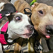 Roxy Lucy is registered to the contest to win money with this photo: dog, pet, animal, canine, snuggle, harness, couch, closeup, indoor, friendship, brown_dog, white_dog, playful, cute, tongue_out, relaxed, fur, companion, expression, domestic