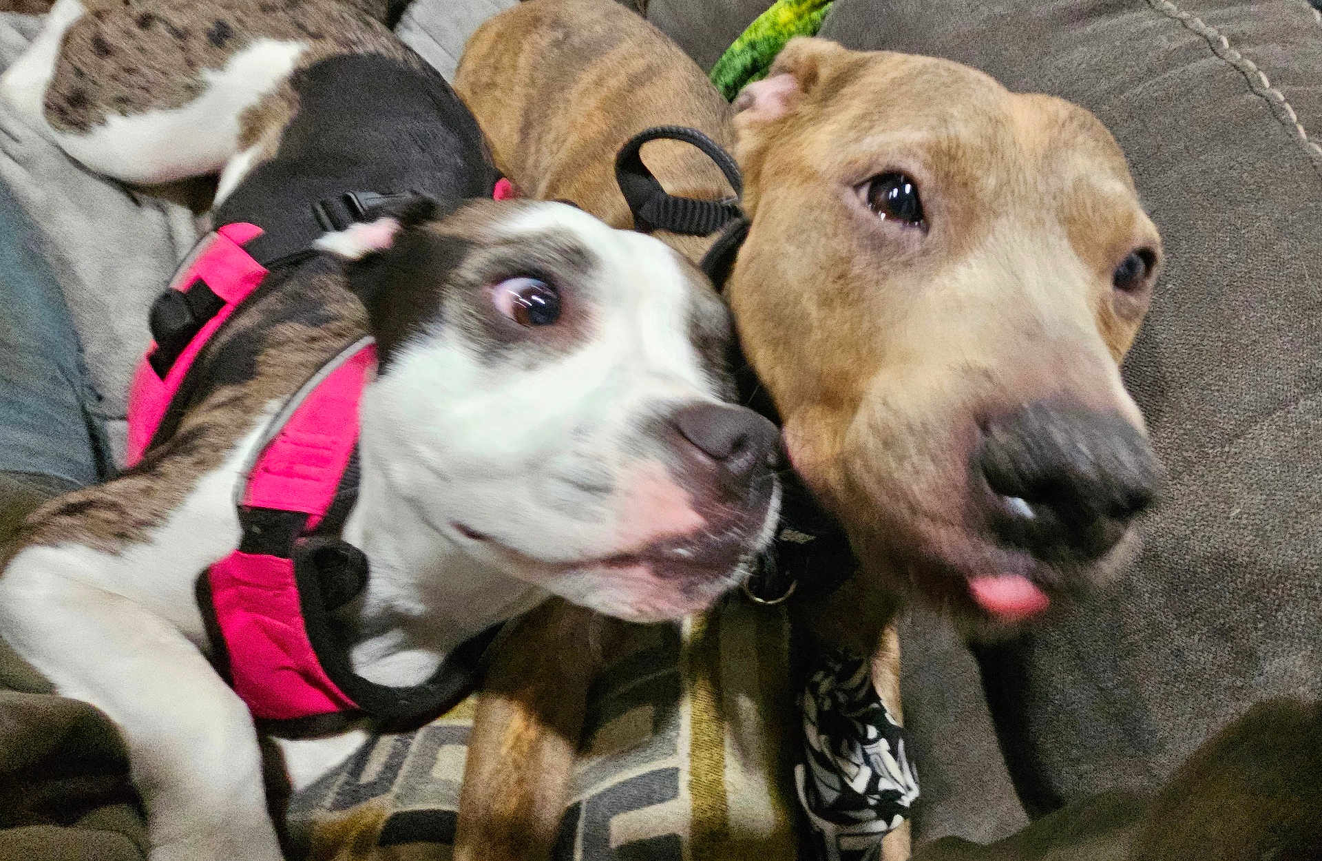 Roxy Lucy is registered to the contest to win money with this photo: dog, pet, animal, canine, snuggle, harness, couch, closeup, indoor, friendship, brown_dog, white_dog, playful, cute, tongue_out, relaxed, fur, companion, expression, domestic