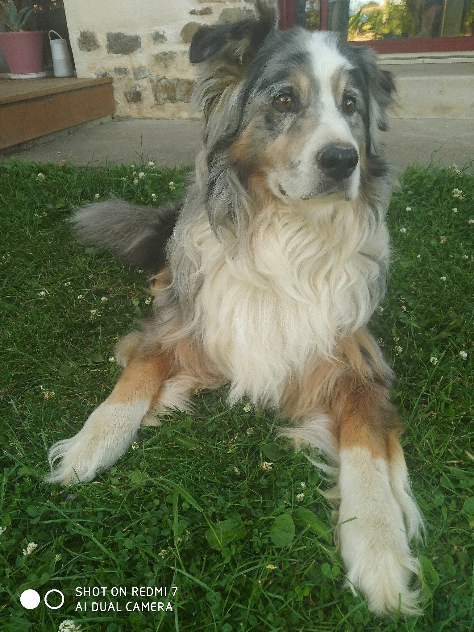 Haroun a rejoint le concours — aidez-le/la à gagner de superbes lots ! carnivore, companion_dog, dog, dog_breed, flowerpot, fur, grass, herding_dog, houseplant, plant, sporting_group, tail, working_dog