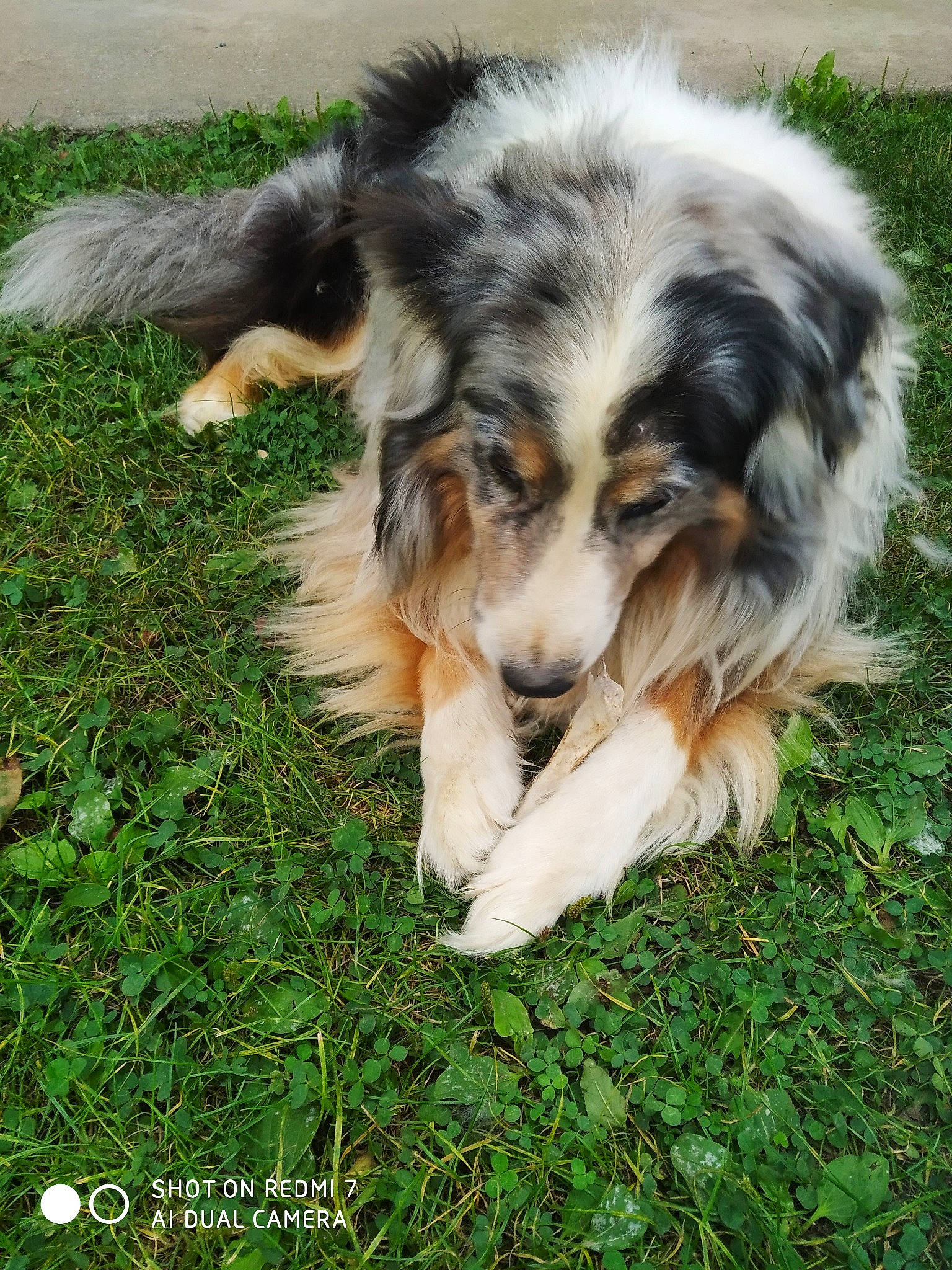 Haroun a rejoint le concours — aidez-le/la à gagner de superbes lots ! ancient_dog_breeds, australian_shepherd, canidae, carnivore, companion_dog, dog, dog_breed, fur, grass, herding_dog, miniature_australian_shepherd, plant, puppy, snout, sporting_group, terrestrial_animal, whiskers, working_dog