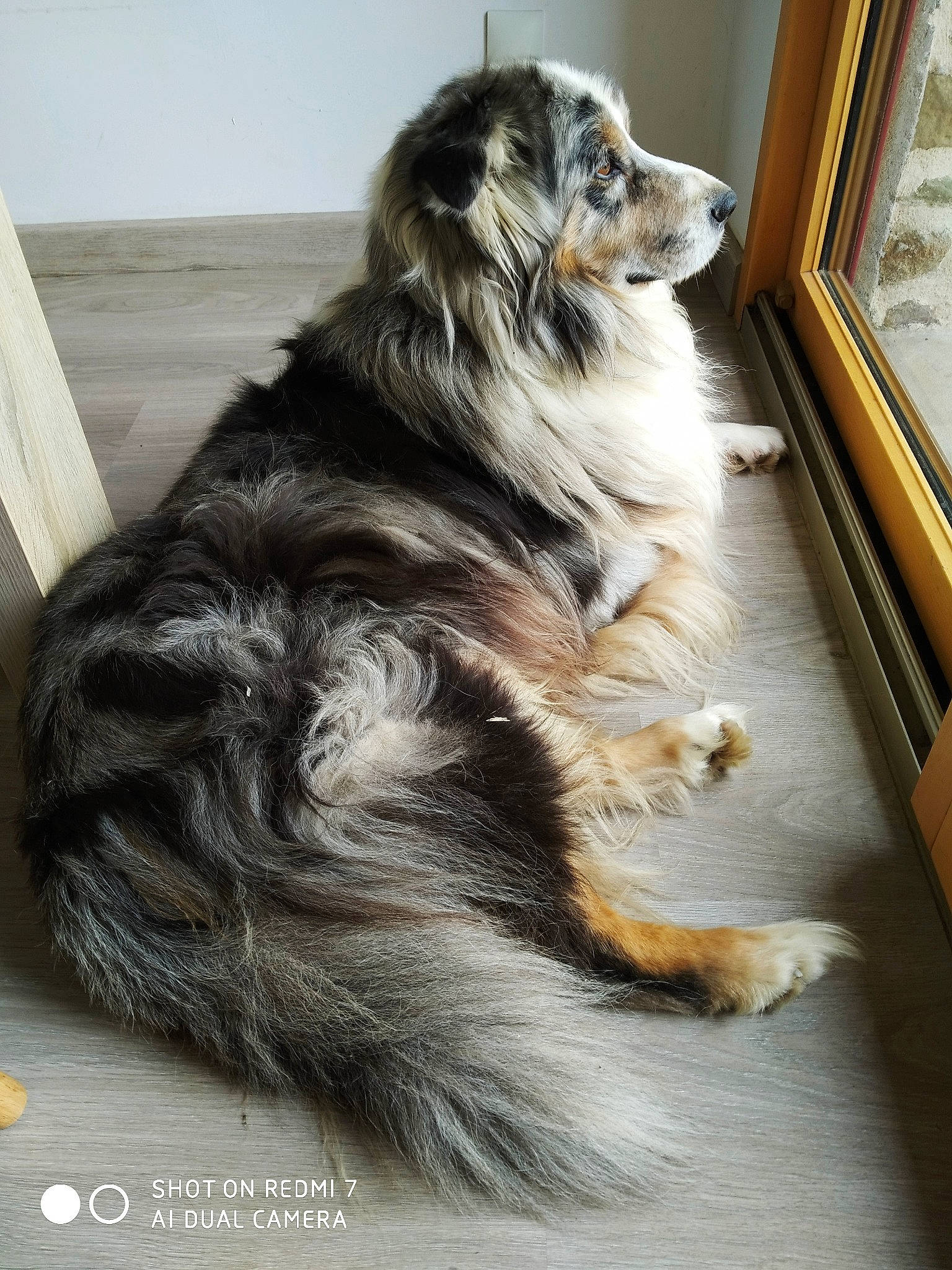 Haroun a rejoint le concours — aidez-le/la à gagner de superbes lots ! canidae, carnivore, companion_dog, dog, dog_breed, door, flooring, fur, hardwood, herding_dog, picture_frame, snout, sporting_group, tail, terrestrial_animal, whiskers, wood, working_animal, working_dog