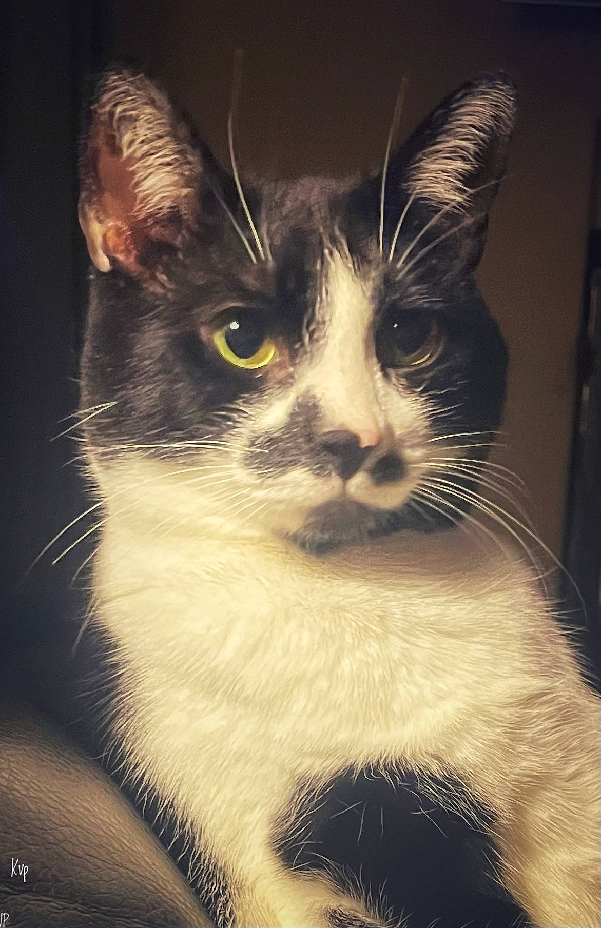 Franklin is registered to the contest to win money with this photo: carnivore, cat, darkness, domestic_short_haired_cat, eye, felidae, fur, iris, monochrome, monochrome_photography, paw, sky, small_to_medium_sized_cats, snout, tail, tints_and_shades, whiskers, window