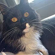 Gros Minet a rejoint le concours — aidez-le/la à gagner de superbes lots ! cat, feline, black_and_white, whiskers, golden_eyes, fluffy, paws, window_light, indoor, close_up, pet, domestic_animal, soft_fur, relaxed, portrait, animal_face, cozy, resting, cute, household