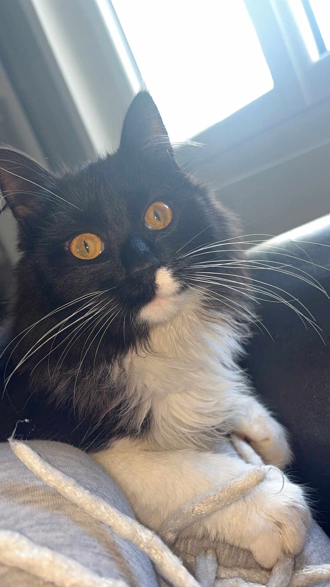 Gros Minet a rejoint le concours — aidez-le/la à gagner de superbes lots ! cat, feline, black_and_white, whiskers, golden_eyes, fluffy, paws, window_light, indoor, close_up, pet, domestic_animal, soft_fur, relaxed, portrait, animal_face, cozy, resting, cute, household