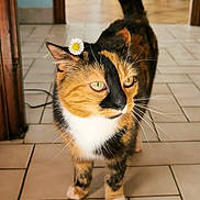 Réglisse participe au concours pour gagner de l'argent avec cette photo : cat, calico, flower, daisy, indoor, tile_floor, pet, animal, whiskers, tail, fur, green_eyes, domestic, cute, small_flower, close_up, walking, house, curious, adorable