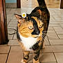 cat, calico, flower, daisy, indoor, tile_floor, pet, animal, whiskers, tail, fur, green_eyes, domestic, cute, small_flower, close_up, walking, house, curious, adorable