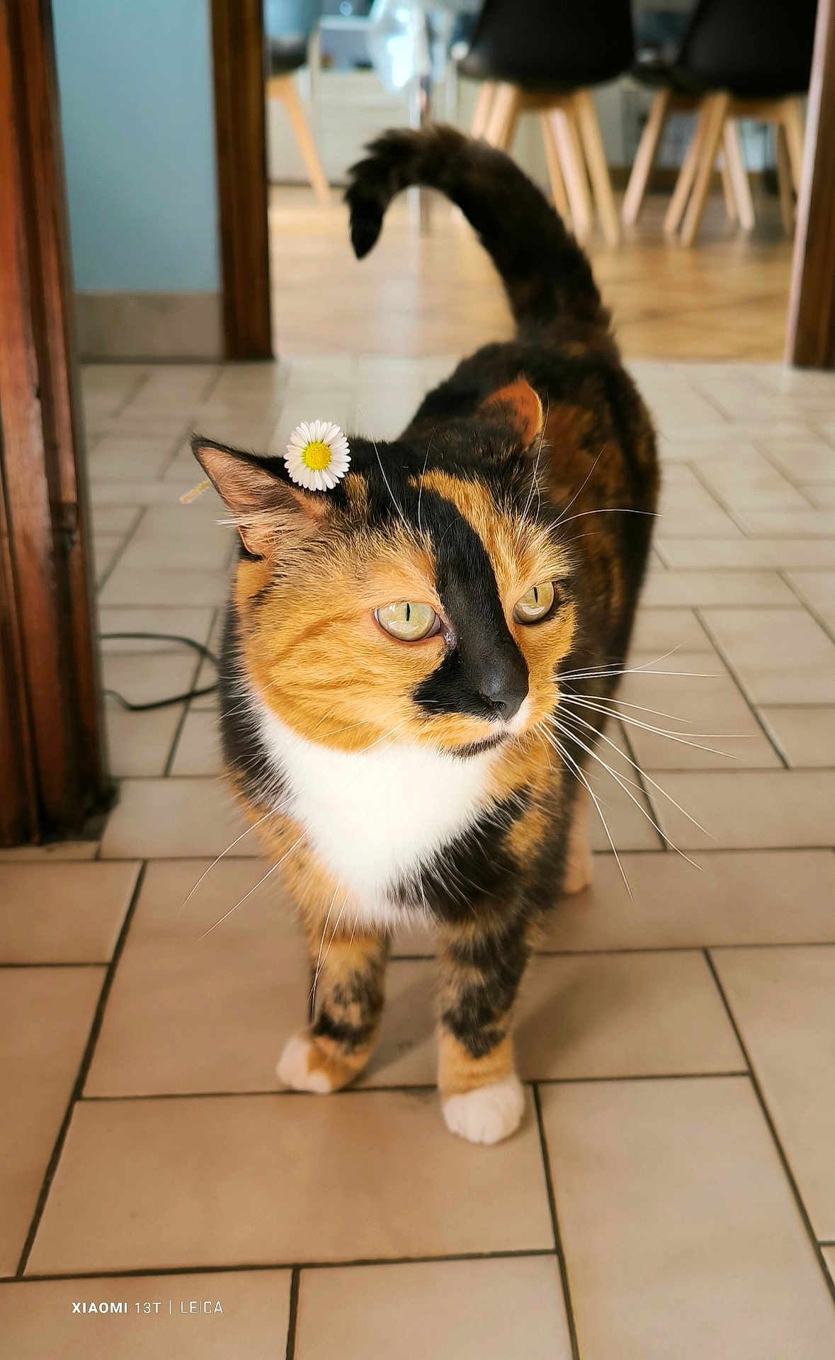 Réglisse participe au concours pour gagner de l'argent avec cette photo : cat, calico, flower, daisy, indoor, tile_floor, pet, animal, whiskers, tail, fur, green_eyes, domestic, cute, small_flower, close_up, walking, house, curious, adorable