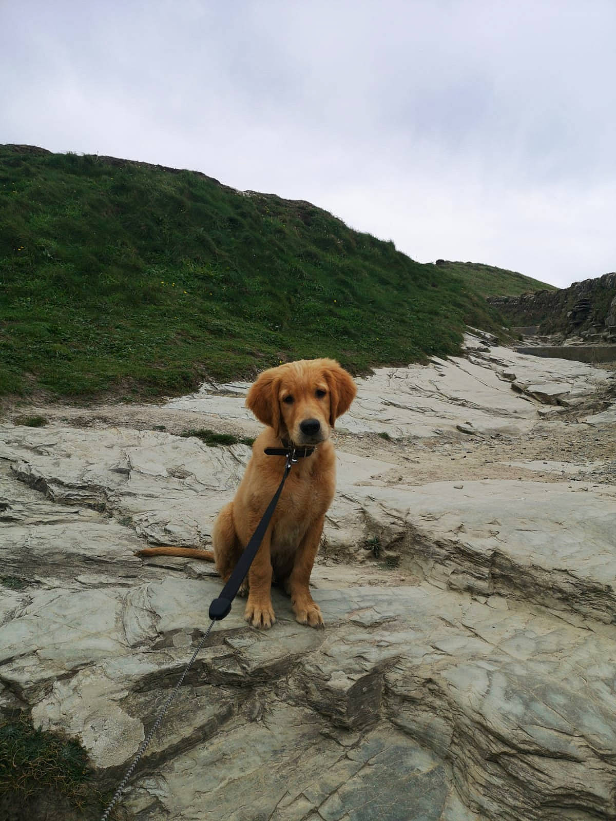 Harvy joined the competition — help win amazing prizes! bedrock, canidae, carnivore, collar, companion_dog, dog, dog_breed, dog_collar, fawn, gun_dog, liver, mammal, outcrop, retriever, snout, sporting_group, terrain, tundra, working_animal, working_dog