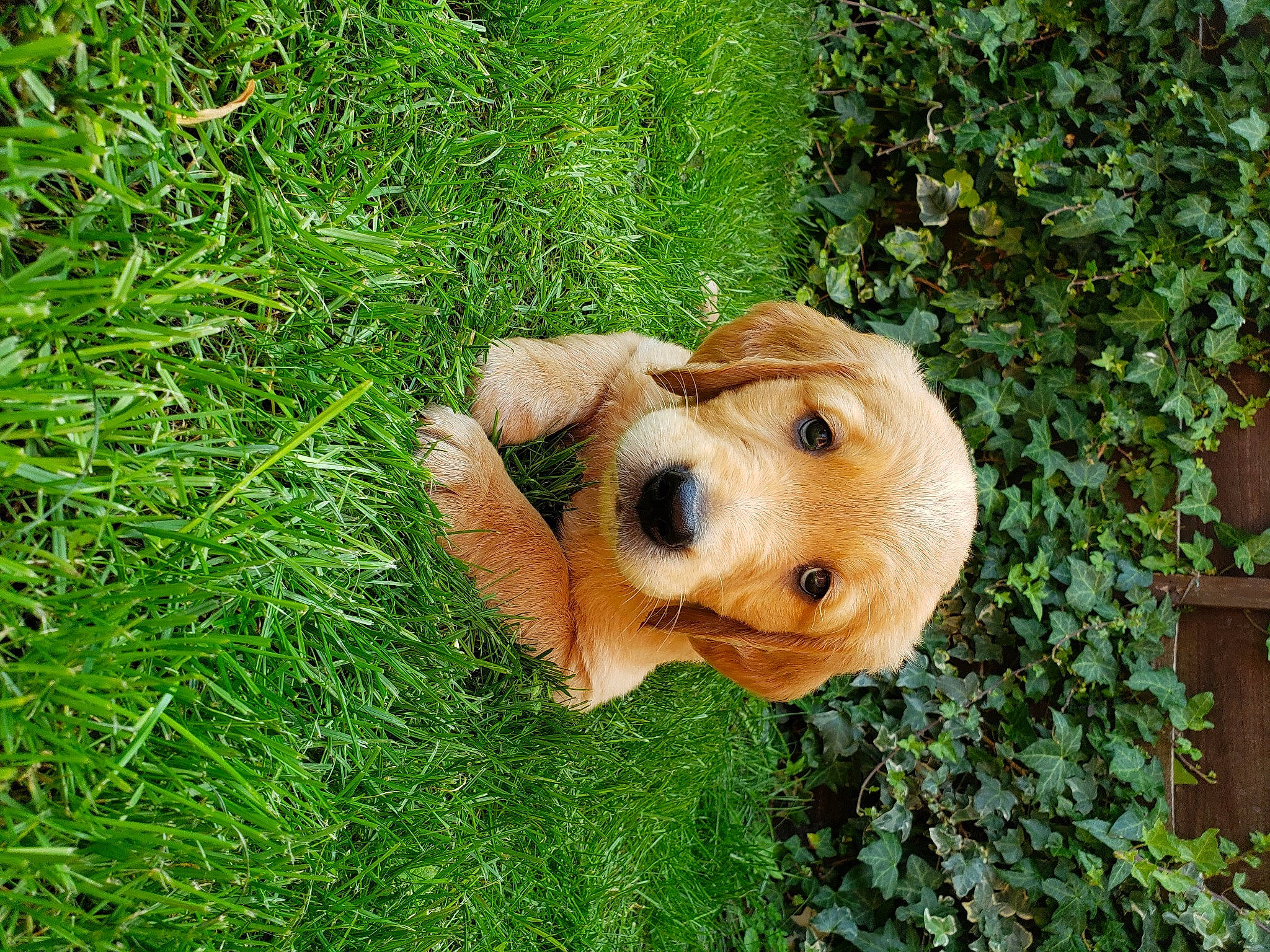 Harvy is registered to the contest to win money with this photo: canidae, carnivore, companion_dog, dog, dog_breed, fawn, golden_retriever, grass, grass_family, groundcover, gun_dog, labrador_retriever, meadow, puppy, retriever, shrub, snout, sporting_group, working_animal, working_dog