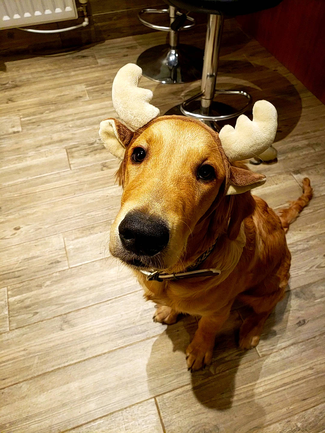 Harvy is registered to the contest to win money with this photo: carnivore, collar, companion_dog, dog, dog_breed, dog_collar, fawn, floor, flooring, hardwood, liver, mammal, pet_supply, snout, sporting_group, tan, wood, wood_flooring, wood_stain, working_animal