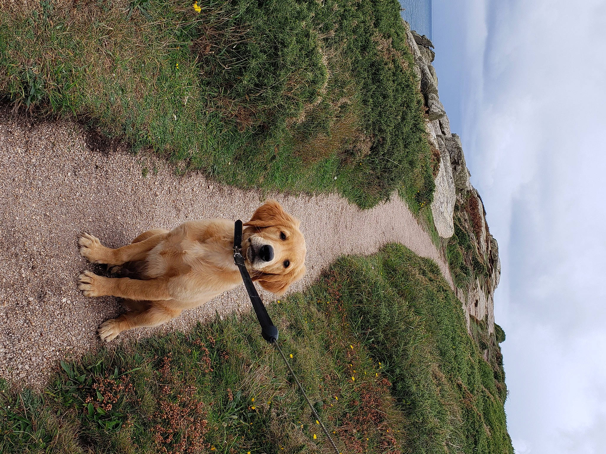 Harvy joined the competition — help win amazing prizes! big_cats, carnivore, dog, dog_breed, fawn, outcrop, shiba_inu, snout, terrain, terrestrial_animal