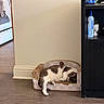 cat, sleeping, cardboard_couch, indoor, floor, kitchen, stove, furniture, black_shelf, houseplant, bottle, relaxed, cozy, scratching, home, pet, fur, resting, domestic, corner
