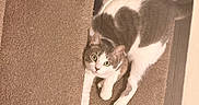 Ivy is registered to the contest to win money with this photo: cat, indoor, carpet, stairs, gray, white, pet, animal, feline, curious, resting, looking_up, cozy, home, floor, paw, tail, cute, domestic, mammal