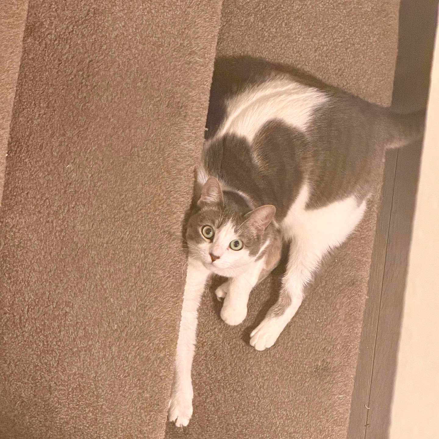 Ivy is registered to the contest to win money with this photo: cat, indoor, carpet, stairs, gray, white, pet, animal, feline, curious, resting, looking_up, cozy, home, floor, paw, tail, cute, domestic, mammal