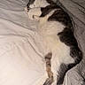 Ivy joined the competition — help win amazing prizes! cat, sleeping, bed, blanket, white, fur, pet, cozy, resting, domestic_animal, indoor, cute, relaxed, paw, whiskers, animal, mammal, feline, quiet, peaceful