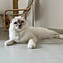cat, blue_eyes, fluffy, white_fur, floor, tile_floor, indoor, chair, wooden_chair, relaxed, pet, animal, whiskers, ears, paws, home, domestic_cat, feline, resting, curious