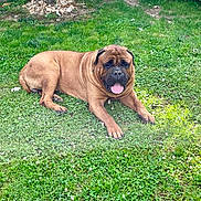 Sharko a rejoint le concours — aidez-le/la à gagner de superbes lots ! dog, brown_dog, grass, outdoor, pet, canine, tongue_out, relaxed, sunlight, nature, greenery, animal, laying_down, happy, summer, daytime, mammal, fur, paw, large_dog