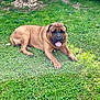 dog, brown_dog, grass, outdoor, pet, canine, tongue_out, relaxed, sunlight, nature, greenery, animal, laying_down, happy, summer, daytime, mammal, fur, paw, large_dog