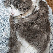 Lilou a rejoint le concours — aidez-le/la à gagner de superbes lots ! cat, sleeping, fluffy, gray, white, fur, pet, animal, cozy, resting, indoor, soft, rug, curled_up, cute, whiskers, relaxed, domestic, feline, home