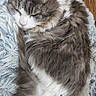 cat, sleeping, fluffy, gray, white, fur, pet, animal, cozy, resting, indoor, soft, rug, curled_up, cute, whiskers, relaxed, domestic, feline, home
