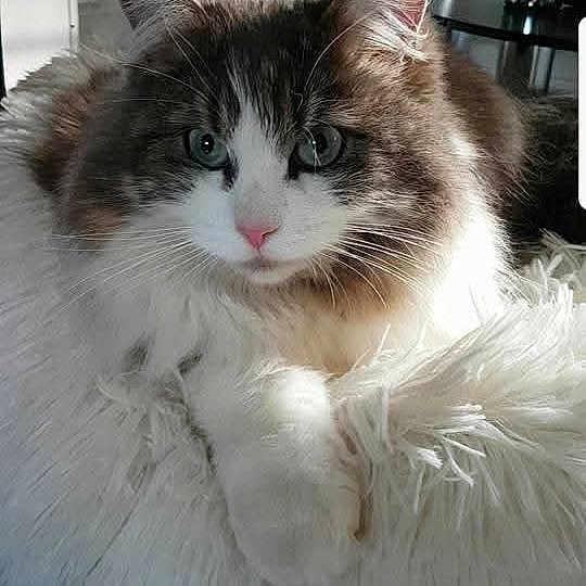 Lilou a rejoint le concours — aidez-le/la à gagner de superbes lots ! cat, fluffy, green_eyes, cushion, indoor, soft_texture, pet, animal, relaxed, feline, fur, white, gray, pink_nose, close_up, household, cozy, natural_light, resting, domestic_cat