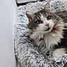 Lilou a rejoint le concours — aidez-le/la à gagner de superbes lots ! animal, cat, close_up, cozy, curious, cute, domestic_cat, ears, feline, fluffy, fur, gray, indoor, mammal, pet_bed, pink_nose, relaxed, resting, whiskers, white