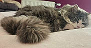 Lilou a rejoint le concours — aidez-le/la à gagner de superbes lots ! animal, bed, cat, closeup, cozy, domestic, feline, fluffy, fur, indoor, peaceful, pet, purple_wall, quiet, radiator, relaxation, resting, sleeping, soft, tail
