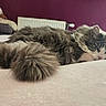 Lilou a rejoint le concours — aidez-le/la à gagner de superbes lots ! cat, sleeping, fluffy, tail, indoor, bed, resting, cozy, feline, soft, purple_wall, radiator, fur, pet, quiet, relaxation, domestic, animal, closeup, peaceful