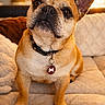 Maya a rejoint le concours — aidez-le/la à gagner de superbes lots ! dog, french_bulldog, pet, indoor, cozy, couch, quilt, collar, tag, brown, tan, ears, face, nose, eyes, fur, animal, companion, domestic, cute