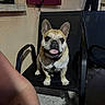 dog, french_bulldog, chair, pet, animal, tongue_out, outdoor, evening, black_chair, tattoo, paw, happy, pet_collar, concrete_floor, wall, window, relaxing, smiling, companion, domestic_animal