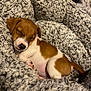 puppy, dog, sleeping, brown_and_white, blanket, cozy, cute, fur, pet, animal, indoors, nap, small, adorable, resting, soft, texture, warm, relaxed, companion