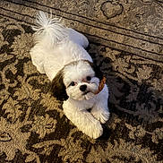 Milo is registered to the contest to win money with this photo: puppy, dog, white, brown, carpet, indoor, cute, pet, animal, fur, small, lying_down, looking_up, collar, fluffy, adorable, companion, domestic_animal, young, friendly