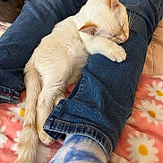 Arlo is registered to the contest to win money with this photo: kitten, cat, sleeping, cream_fur, white_fur, pet, animal, indoors, denim, jeans, human_legs, blanket, floral_pattern, bed, cozy, relaxed, resting, cute, whiskers, tail