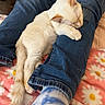 kitten, cat, sleeping, cream_fur, white_fur, pet, animal, indoors, denim, jeans, human_legs, blanket, floral_pattern, bed, cozy, relaxed, resting, cute, whiskers, tail