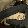 cat, sleeping, cream_colored, pet, animal, couch, indoor, home, relaxed, lying_down, closed_eyes, whiskers, ears, tail, paws, bone_toy, vacuum_cleaner, furniture, dim_lighting, cozy