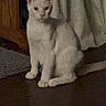 Arlo is registered to the contest to win money with this photo: cat, kitten, white_cat, sitting, indoor, carpet, floor, curtain, wooden_door, home, pet, animal, feline, ears, tail, paws, portrait, low_light, room, cute