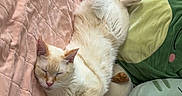 Arlo is registered to the contest to win money with this photo: cat, sleeping, pet, feline, cream_cat, white_fur, fluffy, relaxed, lying_down, bed, blanket, quilt, stuffed_animals, plush_toys, cushions, bedroom, indoor, cozy, pastel_colors, nap