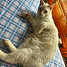 Arlo joined the competition — help win amazing prizes! cat, feline, cream_colored, short_hair, lying_down, lounging, belly_up, raised_paw, whiskers, ears, tail, fur, pet, animal, bed, bedspread, plaid, wooden_cabinet, indoor, portrait