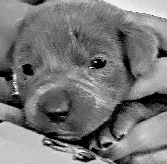 Electra joined the competition — help win amazing prizes! canidae, carnivore, dog, dog_breed, fawn, labrador_retriever, mammal, nose, puppy, puppy_love, snout, sporting_group, street_dog, vertebrate, whiskers