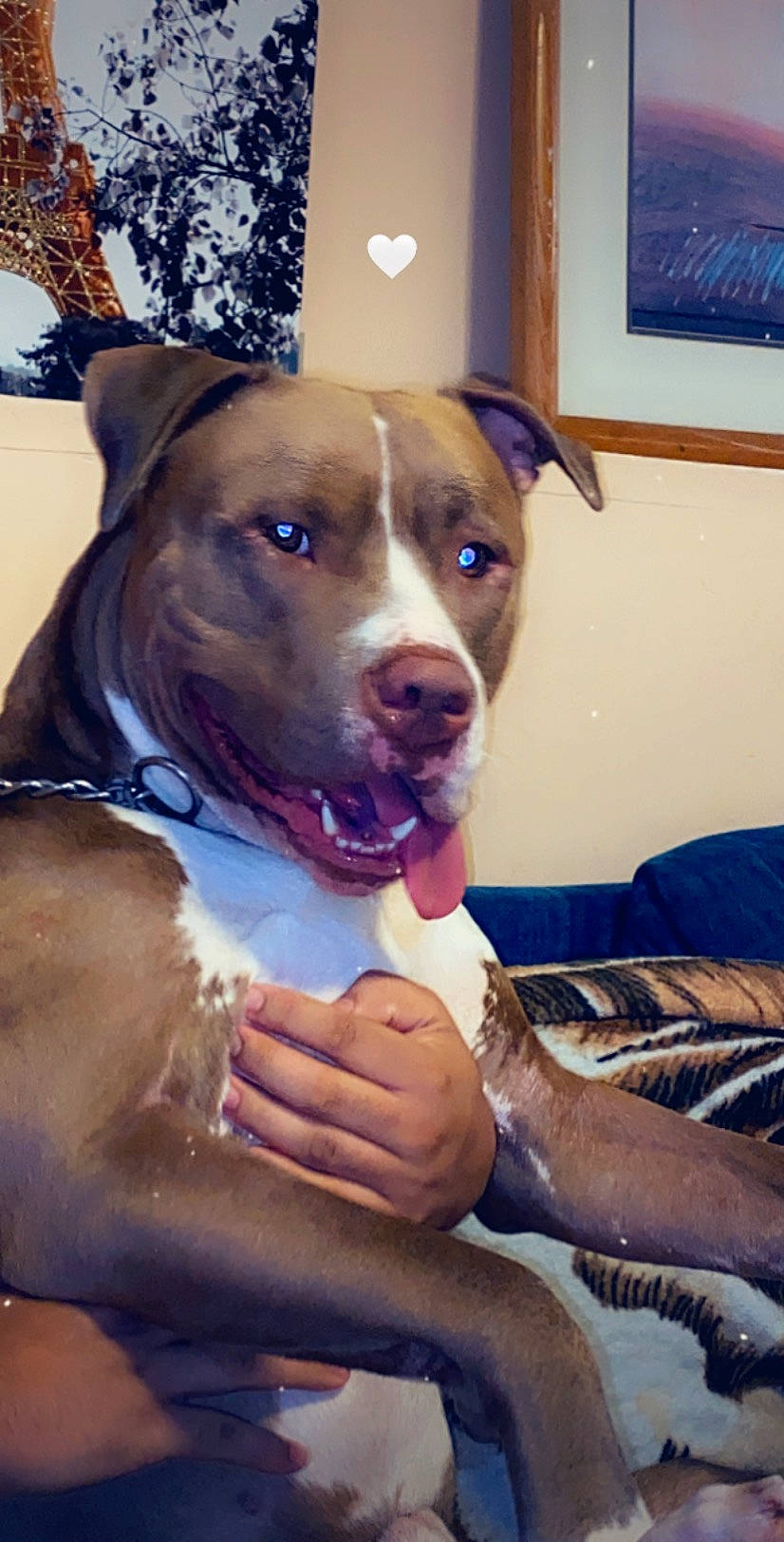 Sony is registered to the contest to win money with this photo: blue, carnivore, collar, comfort, companion_dog, dog, dog_breed, dog_collar, fawn, fur, guard_dog, leash, non_sporting_group, picture_frame, snout, sporting_group, whiskers, window, working_animal, working_dog