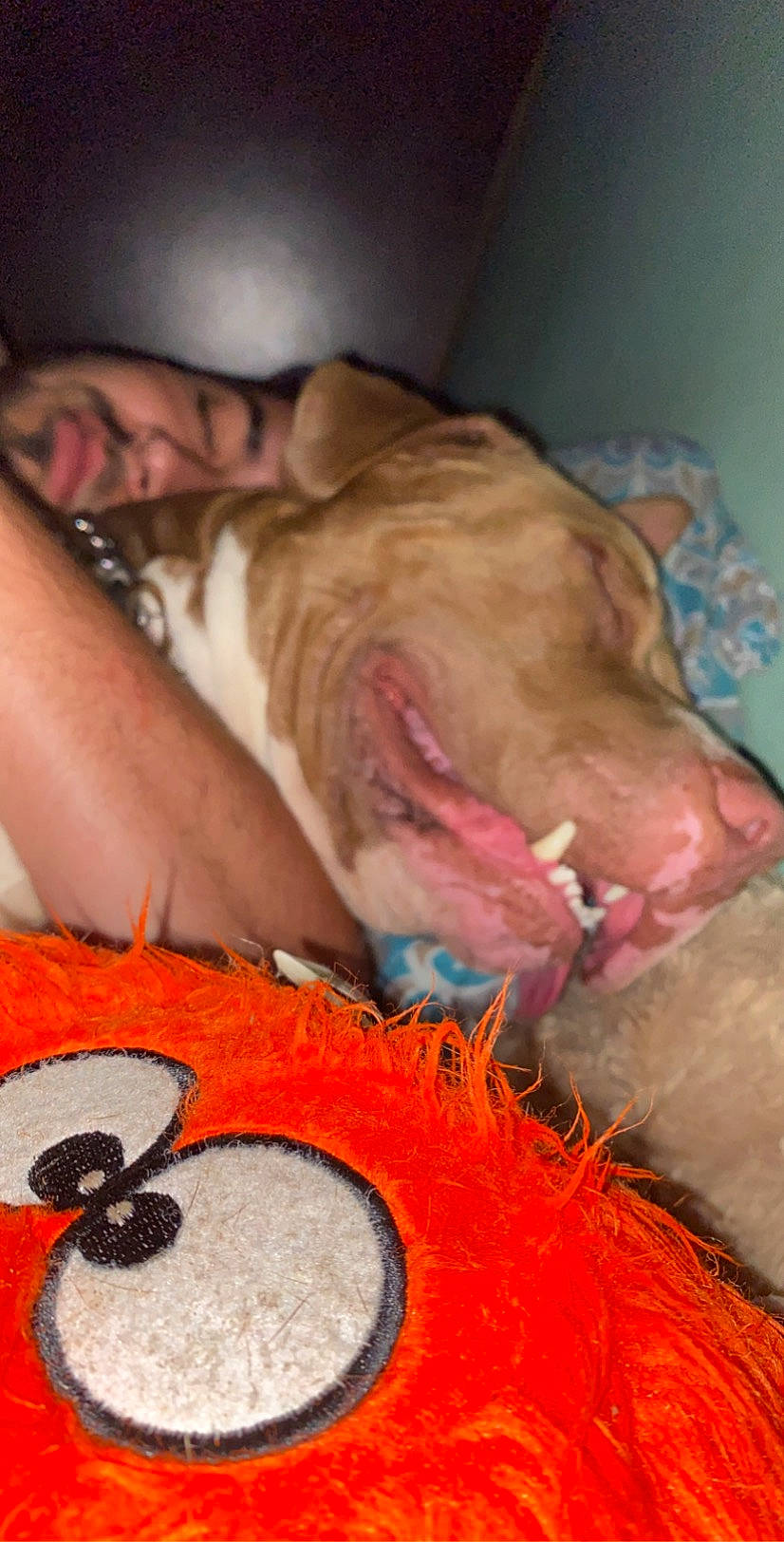 Sony joined the competition — help win amazing prizes! carmine, carnivore, comfort, companion_dog, dog, dog_breed, fashion_accessory, fawn, feather, felidae, flesh, fur, glove, guard_dog, linens, liver, personal_protective_equipment, toy, whiskers, wrinkle