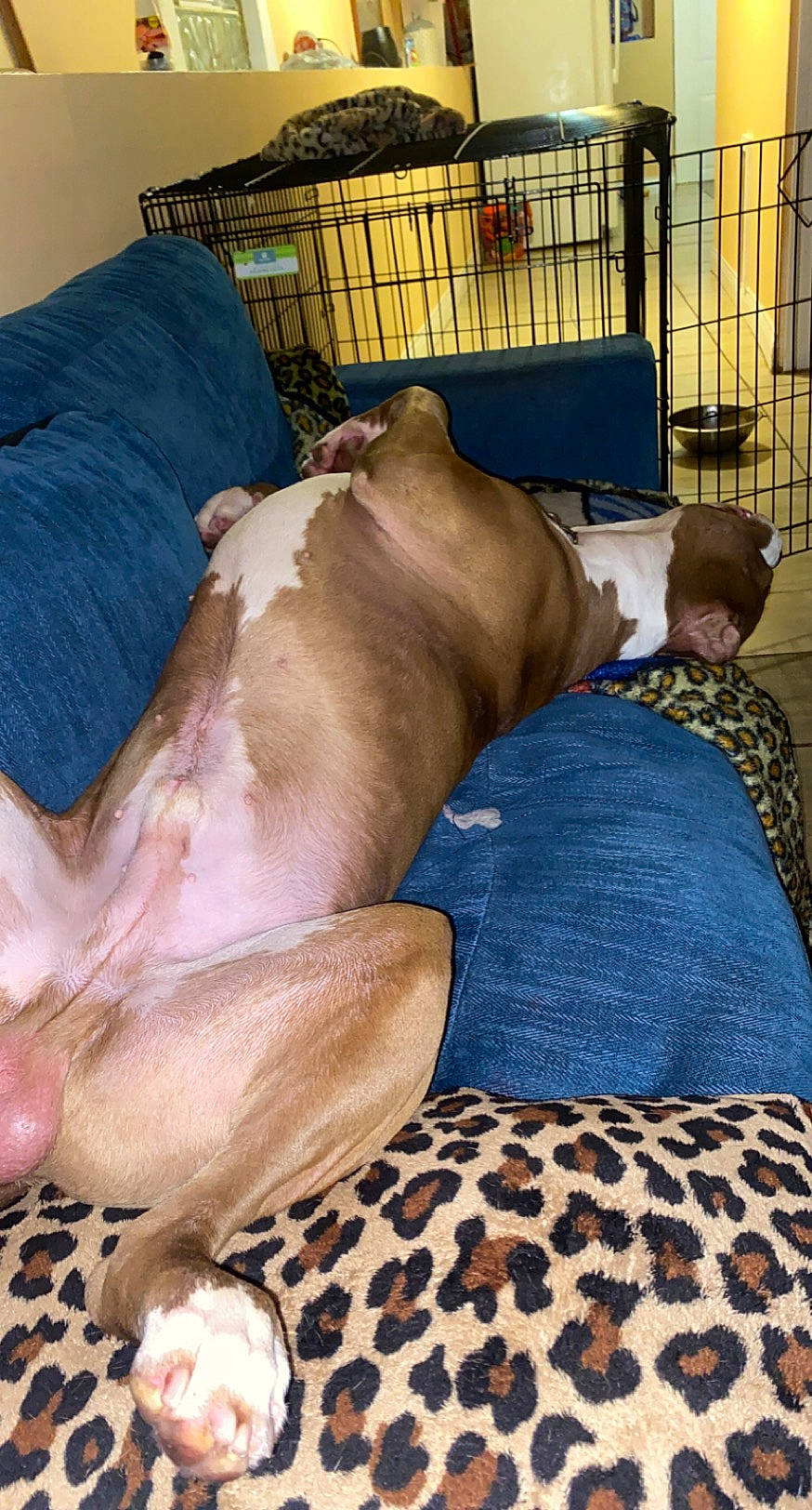 Sony joined the competition — help win amazing prizes! bed_sheet, bedding, carnivore, comfort, companion_dog, dog, dog_breed, dog_supply, fawn, foot, fur, guard_dog, human_leg, linens, liver, snout, sporting_group, terrestrial_animal, working_animal, wrinkle