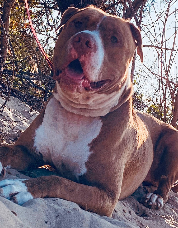 Sony is registered to the contest to win money with this photo: canidae, carnivore, companion_dog, dog, dog_breed, fang, fawn, felidae, fur, jaw, liver, metal, plant, snout, sporting_group, terrestrial_animal, tree, twig, whiskers, working_animal