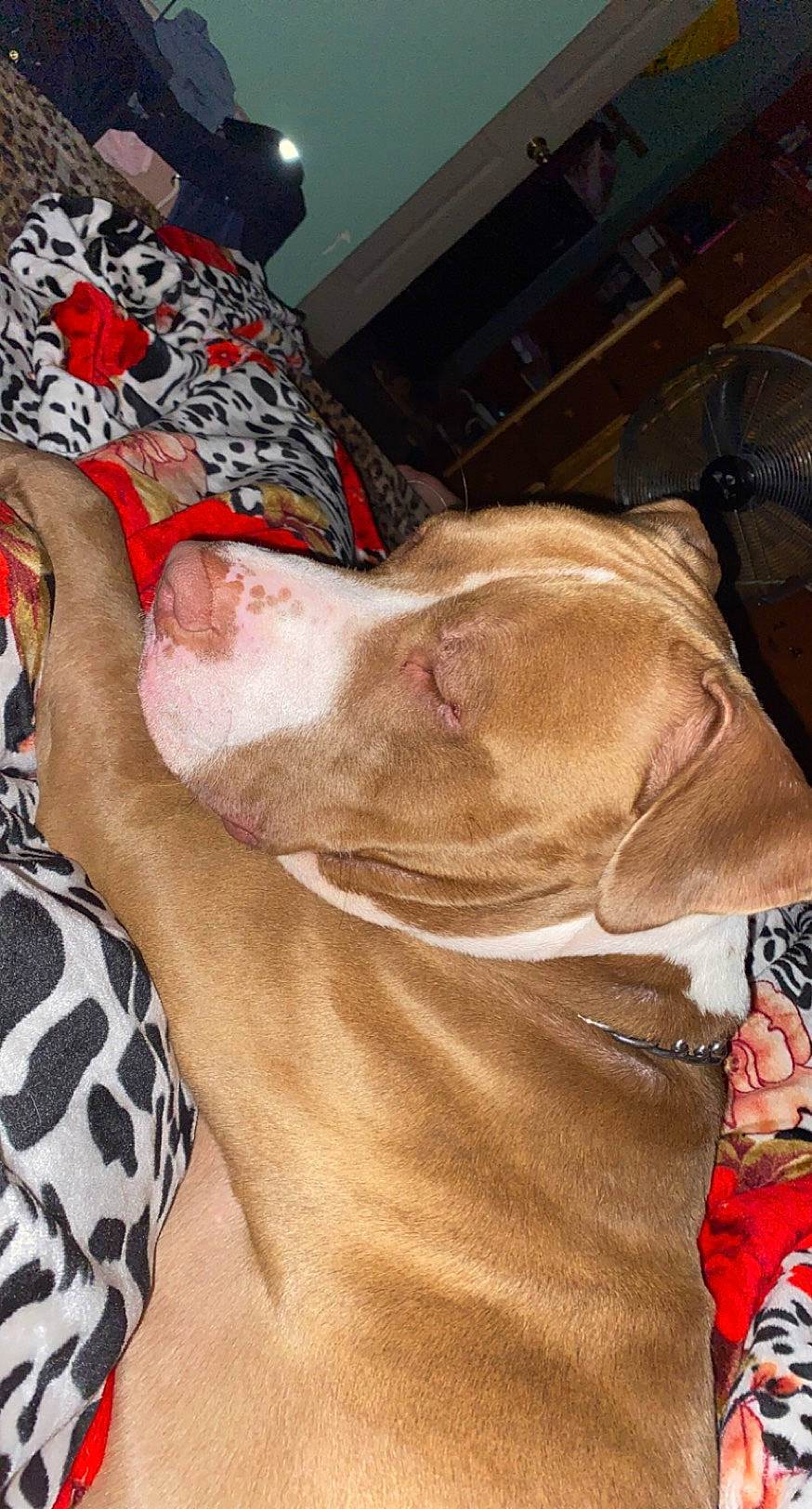 Sony is registered to the contest to win money with this photo: art, barechested, carnivore, chest, companion_dog, dog, dog_breed, dog_collar, fawn, human_leg, liver, small_to_medium_sized_cats, snout, sunglasses, temporary_tattoo, thigh, trunk, whiskers, working_animal, wrinkle