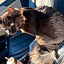 Toulouse is registered to the contest to win money with this photo: animal, black_cat, bottle, car_interior, car_seat, cat, close_up, collar, cup, domestic_animal, fluffy_tail, indoor, leather_seat, pet, seat_belt, straw, sunlight, vehicle, window, yellow_eyes