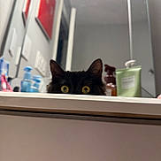 Toulouse joined the competition — help win amazing prizes! bathroom, black_cat, bottle, cabinet, cat, countertop, curious, door, eyes, feline, household, indoor, low_angle, mirror, peeking, pet, reflection, sink, wall, yellow_eyes