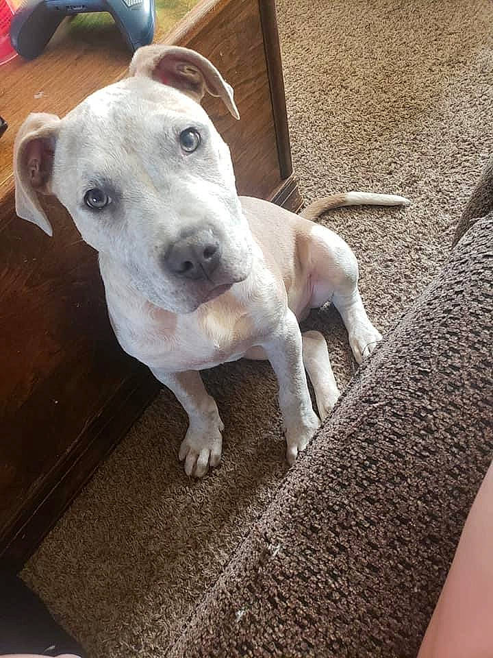 Zues is registered to the contest to win money with this photo: carnivore, collar, companion_dog, dog, dog_breed, flooring, metal, pet_supply, tail, terrestrial_animal, whiskers, wood, working_animal