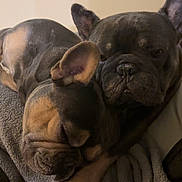 Griffey And Willie joined the competition — help win amazing prizes! dog, french_bulldog, pet, sleeping, cozy, blanket, indoor, animal, cute, snuggle, fur, paw, resting, companion, friendship, relaxed, domestic_animal, mammal, cute_pet, close_up
