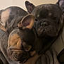 dog, french_bulldog, pet, sleeping, cozy, blanket, indoor, animal, cute, snuggle, fur, paw, resting, companion, friendship, relaxed, domestic_animal, mammal, cute_pet, close_up