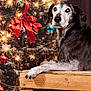 animal, black_and_white_dog, celebration, christmas_tree, cozy, cute, decor, dog, festive, holiday_decorations, holiday_season, indoors, ornaments, pet_portrait, red_ribbon, relaxed, seasonal, senior_dog, twinkling_lights, wooden_crate